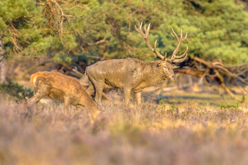 Red deer rutting season Veluwe