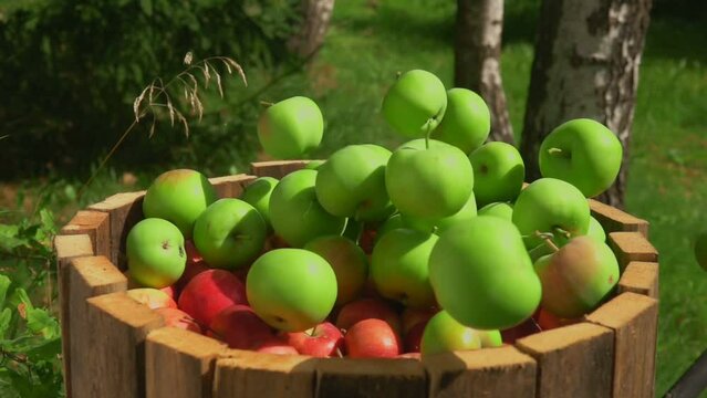 Ripe delicious green apples are falling into wooden barell full of red apples