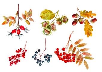autumn leaves and berries © Marina
