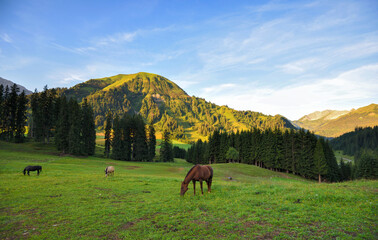 Obraz premium A wonderful summer morning in the mountains. Alpine meadows with horses