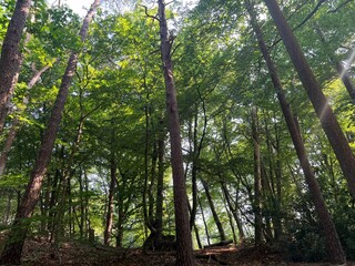 Beautiful green trees in forest on sunny day