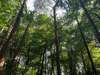 Beautiful green trees in forest on sunny day, low angle view