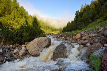 Mountain stream in the high mountains. Creek flowing over the rocks. Foggy morning after rain in the Alps
