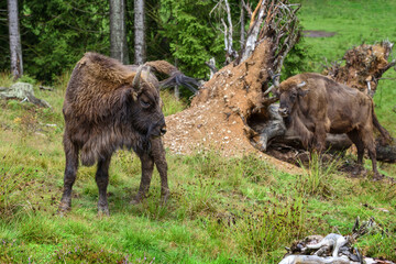 European Bison in the forest. Wisent. Bison bonasus. © nmelnychuk