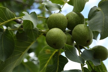 Green unripe walnuts on tree branch outdoors, closeup