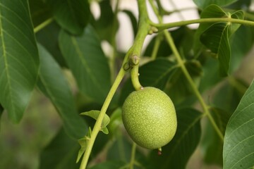 Green unripe walnut on tree branch outdoors, closeup