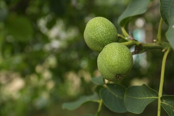 Green unripe walnuts on tree branch outdoors, closeup
