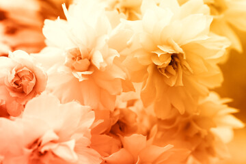 Beautiful blossom as background, closeup. Toned in orange