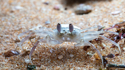 small crab on the beach, night shooting by the ocean