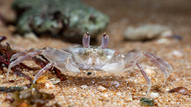 small crab on the beach, night shooting by the ocean