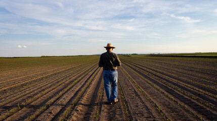 Rear view of senior farmer walking in corn field examining crop at sunset