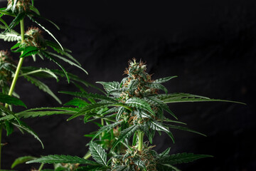 Flowering cannabis plants with green leaves and white and yellow flowers on a black background with copy space. Growing marijuana for medicinal purposes