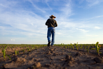 Rear view of senior farmer walking in corn field examining crop at sunset - Powered by Adobe