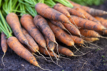 Fresh carrots. Harvest fresh organic carrots on the ground.
