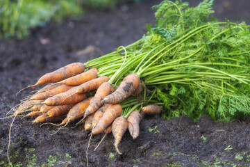 Fresh carrots. Harvest fresh organic carrots on the ground.