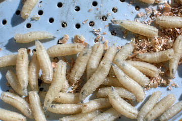 Close-up of the maggots. Macro shot of the larvae. Bait for catching fish.