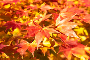 Maple Leaves in Fall