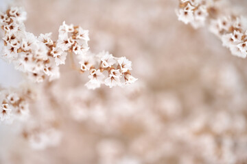 Gypsophila dry little white flowers light macro. Flowers on light blue background macro