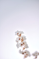 Gypsophila dry little white flowers light macro. Flowers on light blue background macro