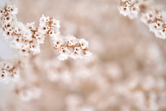 Gypsophila dry little white flowers light macro. Flowers on light blue background macro © PHOTOLIFESTYLE