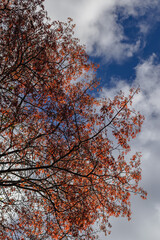 tree with red leaves in the city of Sao Tome das Letras, State of Minas Gerais, Brazil