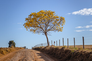Yellow ipe tree in the city of Sao Tome das Letras, State of Minas Gerais, Brazil