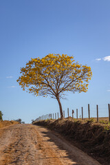 Yellow ipe tree in the city of Sao Tome das Letras, State of Minas Gerais, Brazil