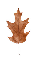 dry fallen leaf  of swamp oak (Quércus palústris) on white background isolate, close-up, autumn leaf texture