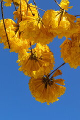 Obraz premium Yellow ipe tree in the city of Sao Tome das Letras, State of Minas Gerais, Brazil