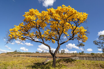 Obraz premium Yellow ipe tree in the city of Sao Tome das Letras, State of Minas Gerais, Brazil