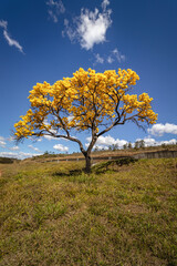 Fototapeta premium Yellow ipe tree in the city of Sao Tome das Letras, State of Minas Gerais, Brazil