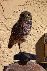 Cartoon Burrowing owl perched on one leg with a direct gaze
