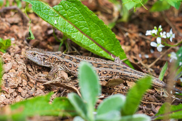 A small lizard lies in the leaves among the grass.