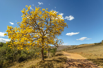 Fototapeta na wymiar Yellow ipe tree in the city of Sao Tome das Letras, State of Minas Gerais, Brazil