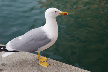 A seagull in Camogli, Ligurian Riviera, Italy	