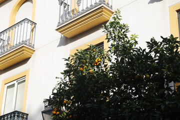 Fototapeta na wymiar Orange trees at the streets of Cordoba, Spain 