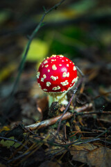 Beautiful fly agaric in autumn forest.