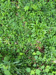 草むらのテクスチャー