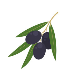 Olive branch with black olives isolated on white background. Olea europaea, olea europaea 'Montra', dwarf or little olive icon. Healthy organic food. Vector fruits illustration in flat style.