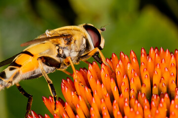 Flower Fly (Helophilus fasciatus) sitting on a Echinacea flower.