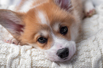 adorable little puppy welsh corgi pembroke laying on wool scarf and looking at the frame the large...