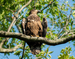 American Bald Eagle, Juvenille.  Perched in Tree.  Upper Crooked Lake, MI