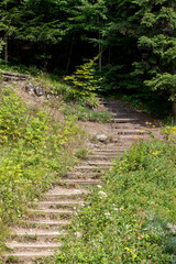 Walking path into the forest