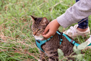 Close up shot of a cat with a blue green leash being touched by a person