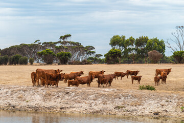 Fototapeta na wymiar Cows grazing on a dairy farm on Kangaroo Island, South Australia