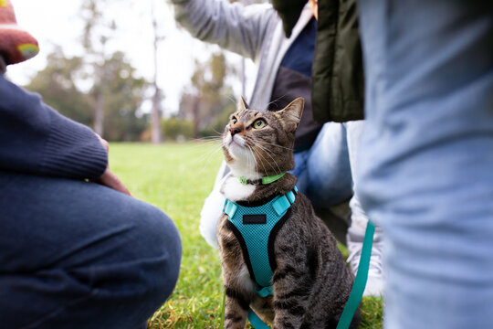 close up shot of a cat with blue green leash looking up with people on a field