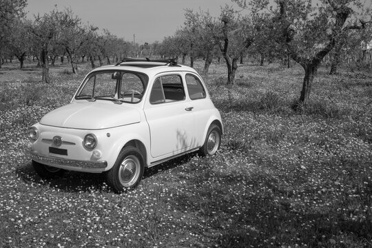 Image of an old Italian Fiat 500 car parked in a flowery meadow. Black and white photos.