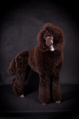 the portrait of the giant brown poodle dog