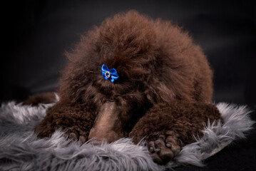 the portrait of the giant brown poodle dog