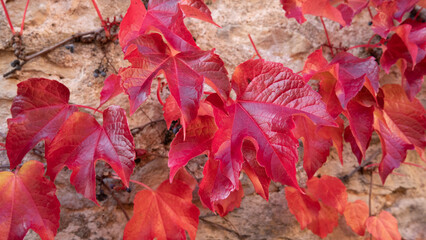 Feuillage rouge automne sur de la pierre